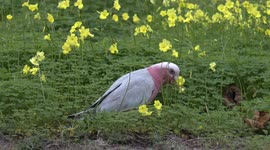 Gorgeous Galahs feeding on the ground – some are eating toxic Soursob!