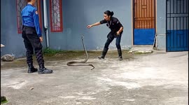Snake catcher catch 8.5ft-long king cobra after shocking man who saw the deadly venomous sunbathing in the yard
