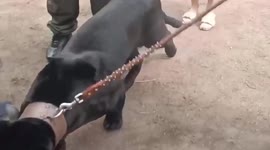Russian under investigation for taking BLACK PANTHER to city park for selfies with locals