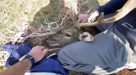 Canadian vet saves trapped deer in Poland while assisting animals affected by Ukraine War