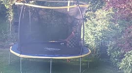 Adorable video shows two foxes BOUNCING on family's trampoline