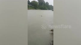 Brave fishermen jump into river during storm to save drowning dog
