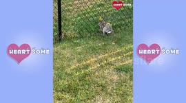 Bunny Stuck In The Fence Rescued