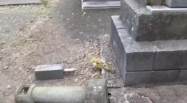 Magnitude 5.4 quake strikes Japan knocking down graveyard shrines