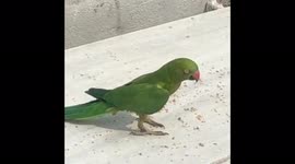 Cute parrot come on the terrace and starts eating grains and starts moving around