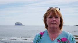 Avian flu strikes the world's largest gannet colony on Bass Rock