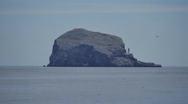 Avian flu strikes the world's largest gannet colony on Bass Rock