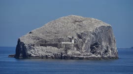 Avian flu strikes the world's largest gannet colony on Bass Rock