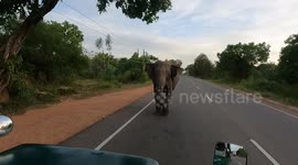 Safari guide has close encounter with elephant as it charges vehicle in Sri Lanka