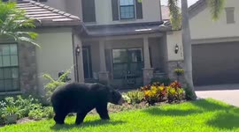 Black bear breaks into gated community and casually walks through neighborhood in Florida