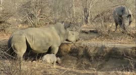 Mother rhino protects her baby from intruding male with her loud screams before chasing him off