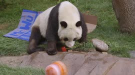 Why Is This Giant Panda Sad on His Big Day?!