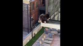 Cat falls off skyscraper balcony but luckily lands on floor below