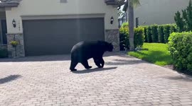 Bear roams around residential area in Naples, Florida