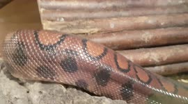 Larger Python Snake was slithering around it's house and keeping warm