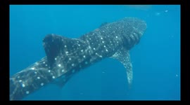 Massive whale shark is a sight to see in Isla Mujeres, Mexico