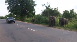group of elephants crossing a most danger main road to find the food