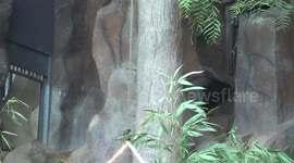 Adorable panda celebrates Thai zoo's founding anniversary with bucketful of snacks
