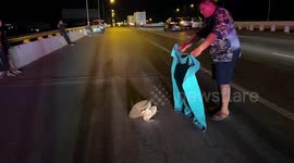 Injured owl rescued after being hit by driver who left it to die on the road