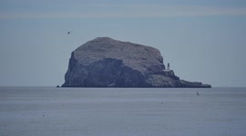 Avian flu befouls world's largest gannet colony on Scottish rock