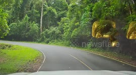 Wildlife photographer flees as MONKEY climbs into pickup truck