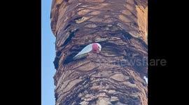 Australian bird Galah (Pink and Grey Cockatoo) destroys palm tree by ring barking it