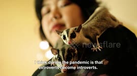 Sugar gliders are super-cute but what's it like to keep them as pets?