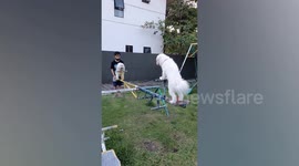 Two adorable pet Shih Tzu dogs play on a seesaw at a park