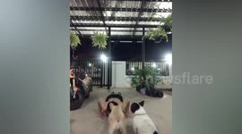 Naughty pet French bulldog climbs on man's back while he does push-ups