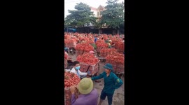 Thousands of lychee carriers line the road to get to the lychee gathering point