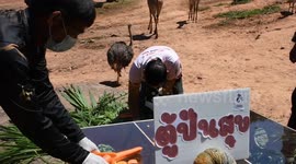 Thai zoo marks World Giraffe Day with vegetable treats for the animals