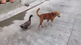 Clingy duck follows canine companion around