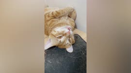 Sleeping cat worries owner after refusing to wake up