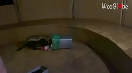 Brazen honey badger attempts to steal trash can at South African safari camp