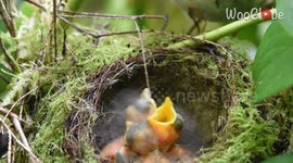 'Two-day-old baby birds get fed some fun food by mom 
'