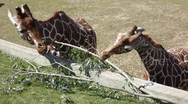 On World Giraffe Day, watch father & son enjoying a little snack on a glorious sunny day.
