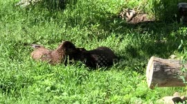 River Otter Love watching a tender moment between two captive otters grooming each other