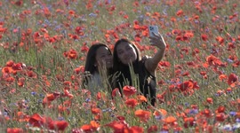 Beautiful poppy field in Oxfordshire causes traffic chaos with wheelchair user taking to busy A-road for better views