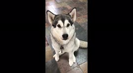 My Alaskan Malamute Sojou doing a soulful southern solo howling to my harmonica playing