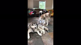 My Harmonica playing makes my three Alaskan Malmutes start howling
