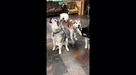 Cute clip shows how trio of Alaskan Malmutes love being serenaded by harmonica