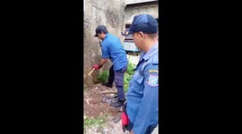 Dramatic 5-meter python evacuation stirs Cengkareng residents, West Jakarta