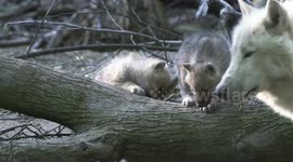 White wolf cubs born brown so they can hide in underground burrow