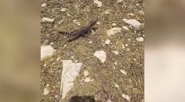 Thirty crocodile hatchlings released after farmer finds them on his premises in central India