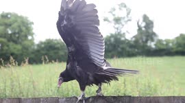 Somerset locals in uproar as man rescues VULTURE from Prague Zoo