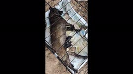 Dog gives birth after being rescued from truck bound for meat festival in China