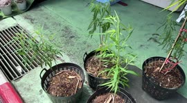 Cannabis plants sold legally at garden centre in Bangkok, Thailand