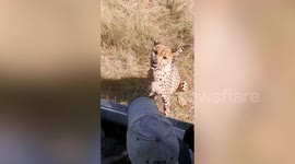 Safari-goers in Namibia have close call with cheetah after it tries to climb into vehicle