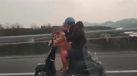 Shiba Inu dog speeds down Taiwan highway on motor scooter
