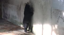 An asiatic black bear does some aerobic exercises to try and get into shape, but his friend seems to just laugh at him.